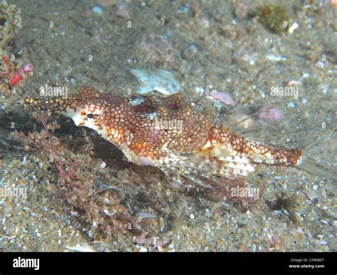 fish site|Marine fish .